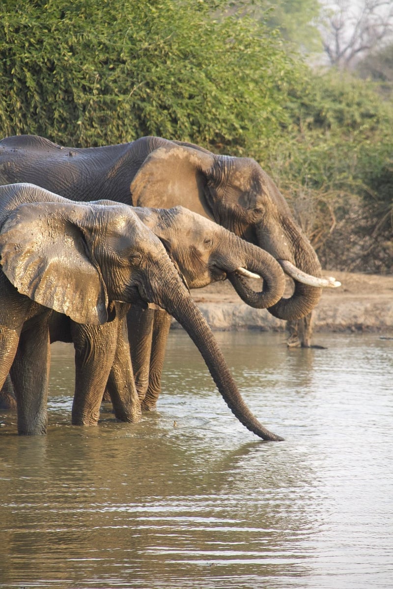 Sorcery Safaris
